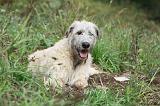 IRISH WOLFHOUND 074